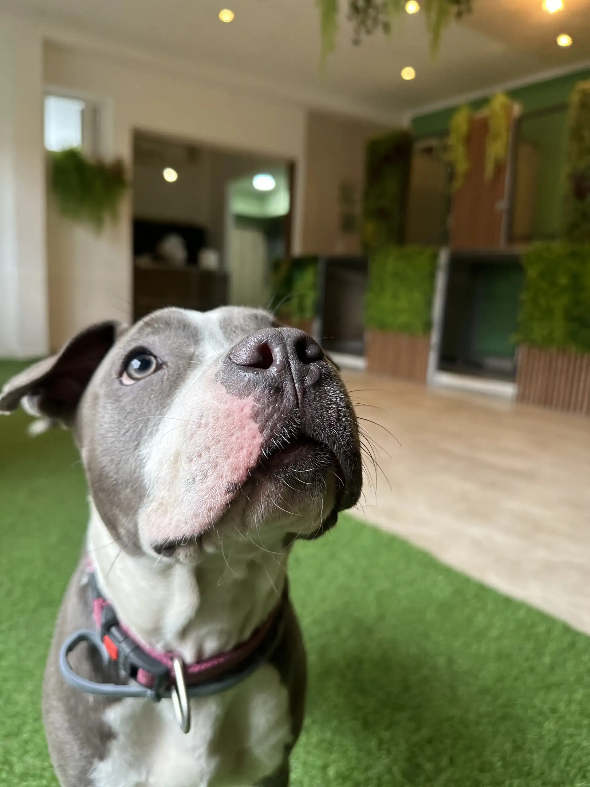 Pet Forest Hotel za pse