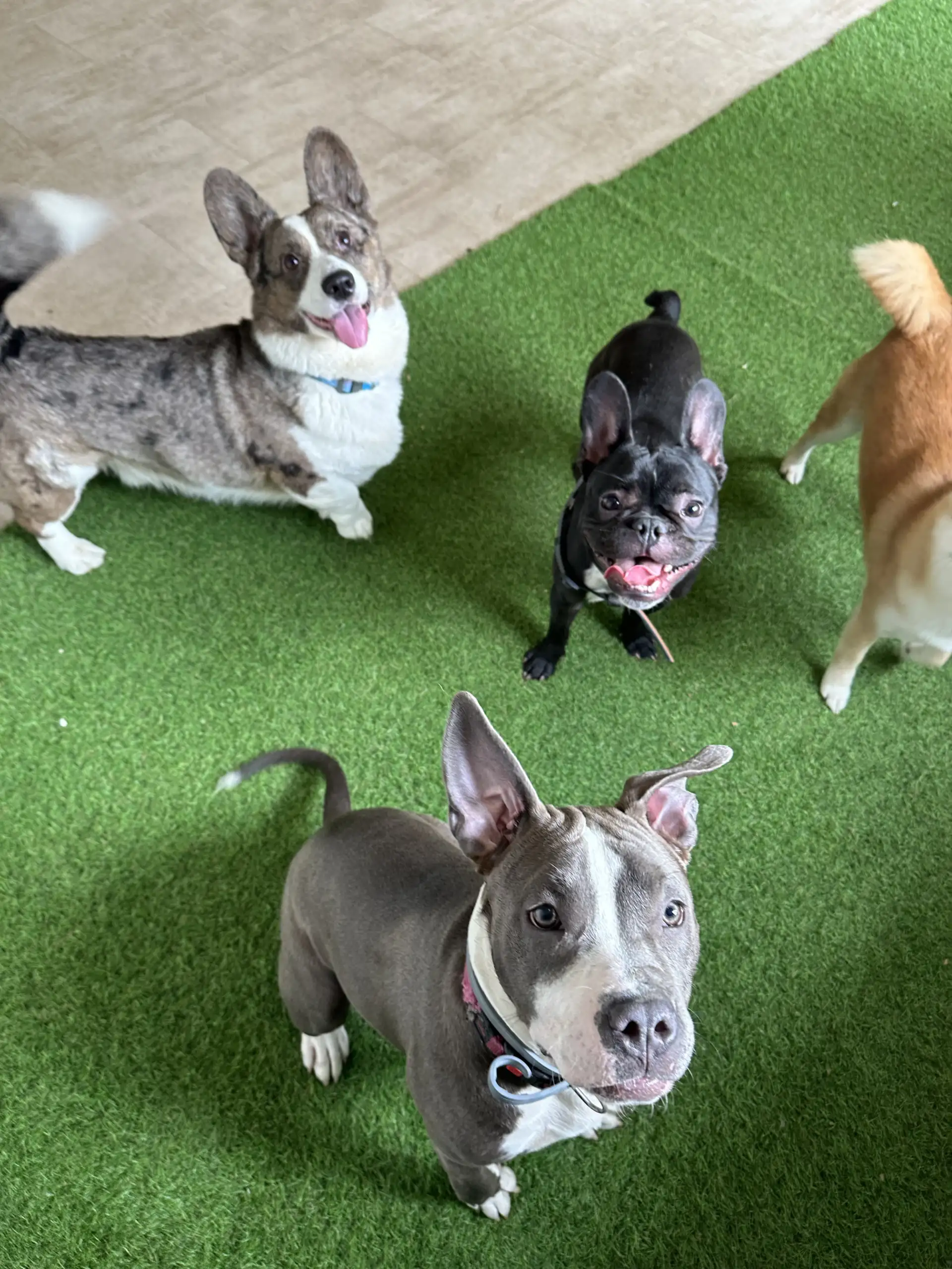 Pet Forest Hotel za pse