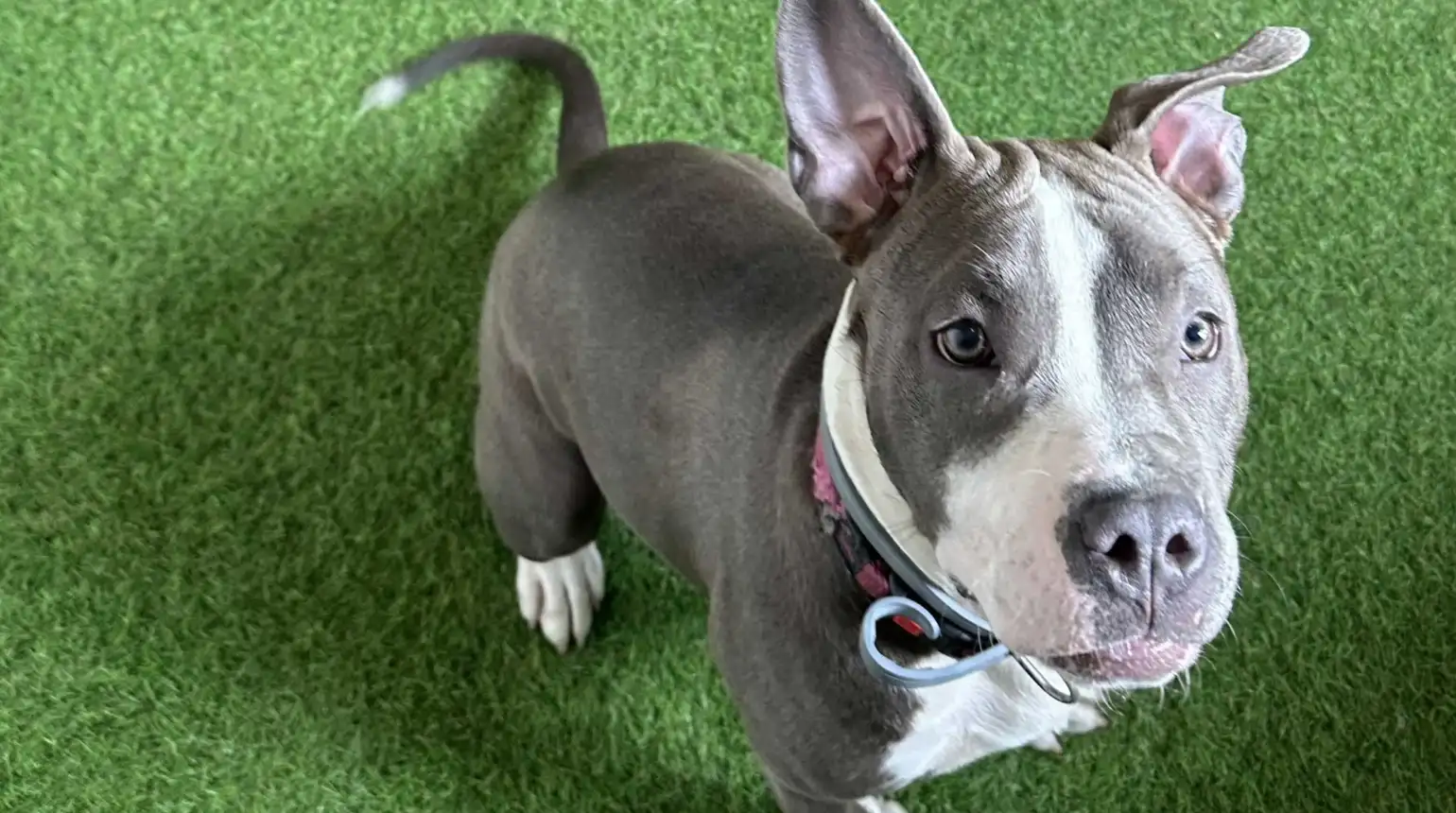 Bezbednost i nadzor 24/7