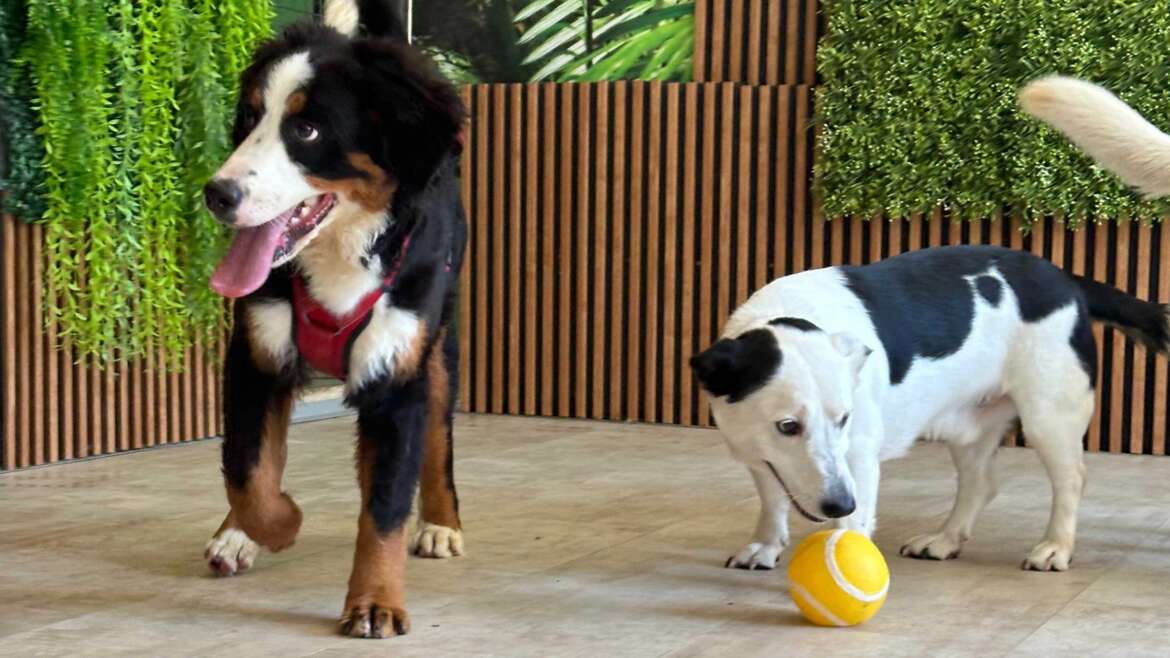 Saveti za zimovanje sa psom sa ljubimcem