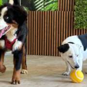 Saveti za zimovanje sa psom sa ljubimcem