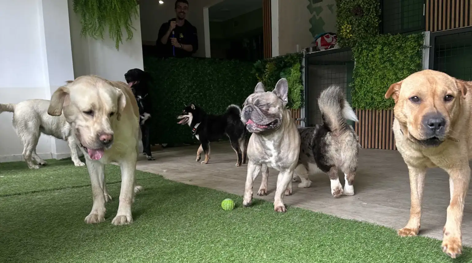 Stručna briga i pažnja