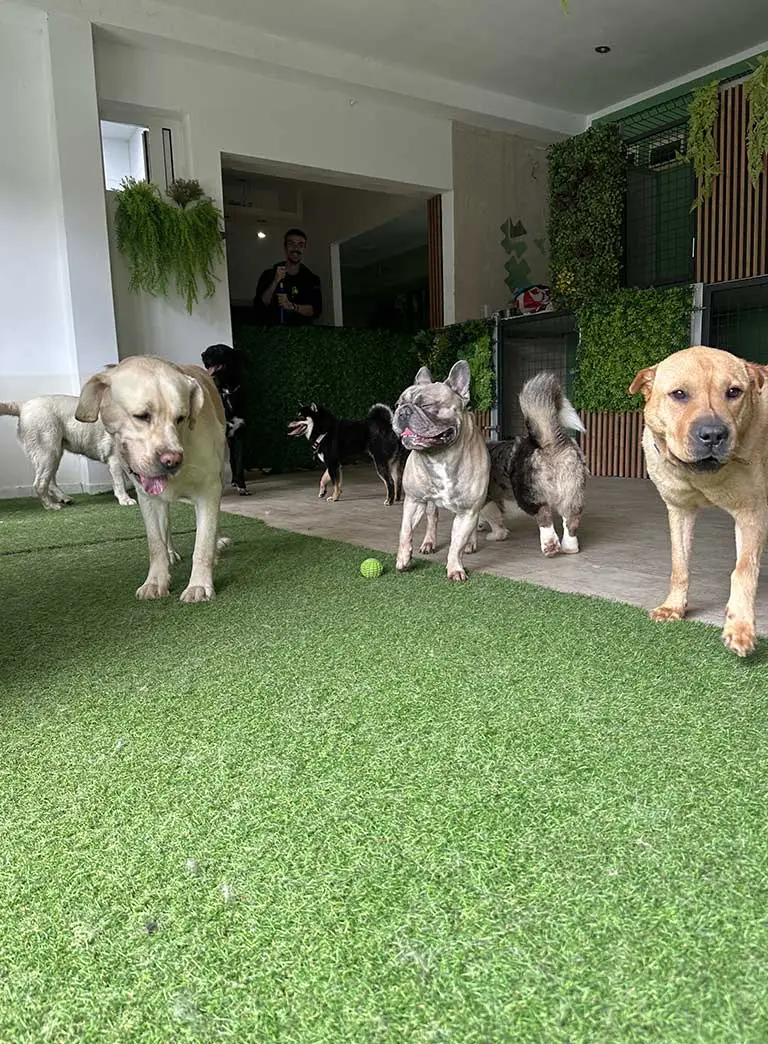 Pet Forest Hotel za pse