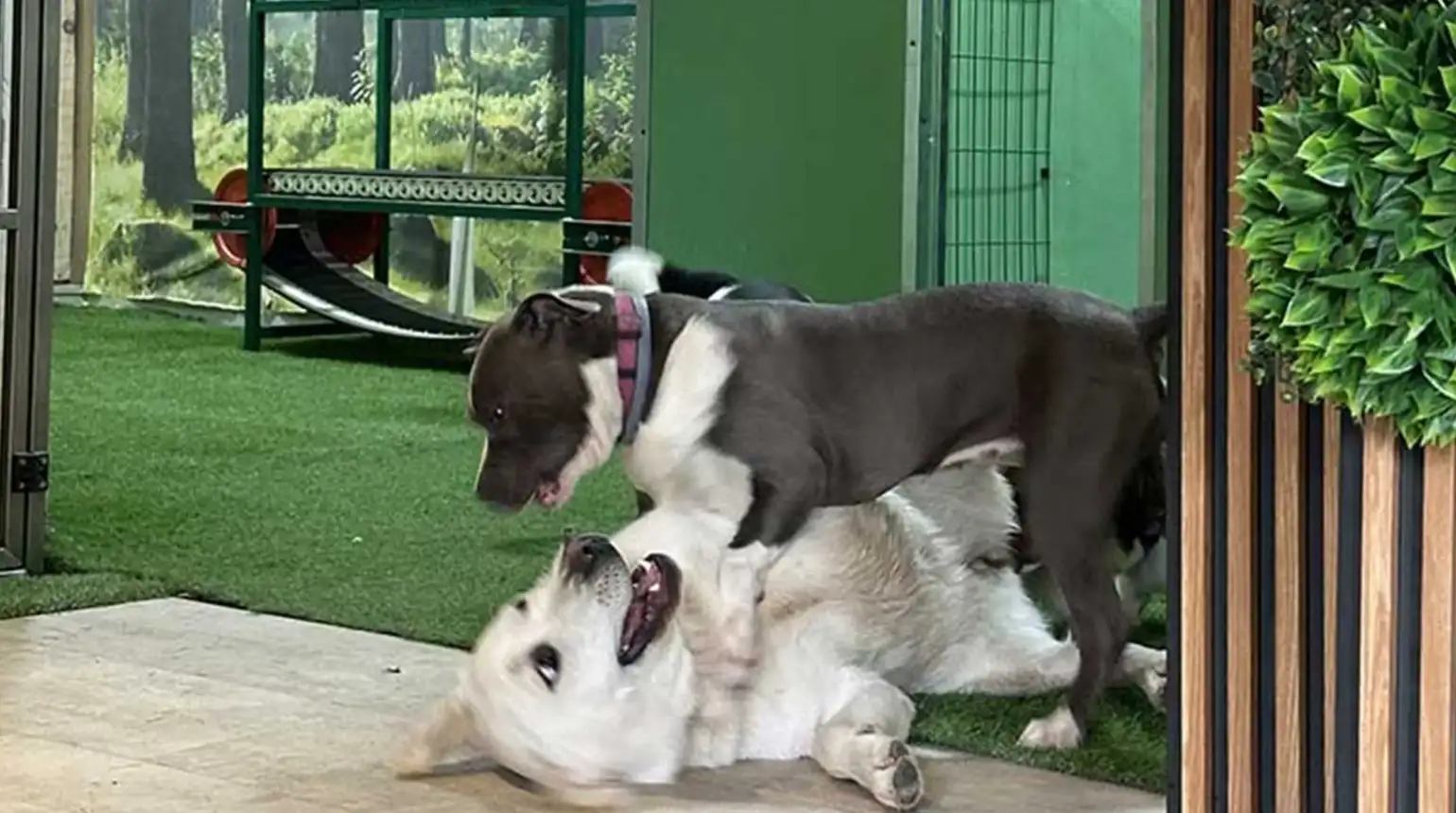 Smeštaj prilagođen potrebama pasa