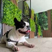 Planirate letovanje? Ne zaboravite da na vreme obezbedite smeštaj za svog ljubimca!